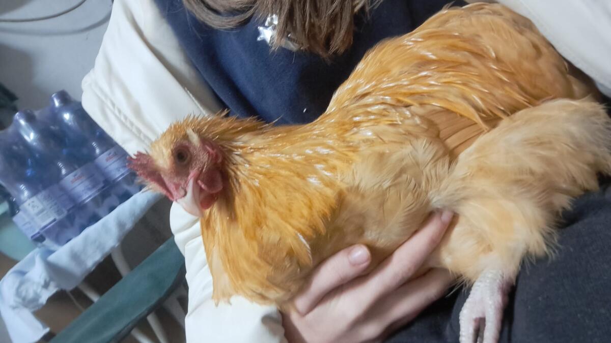 2 Zwerg Orpington Hähne (2025) 3