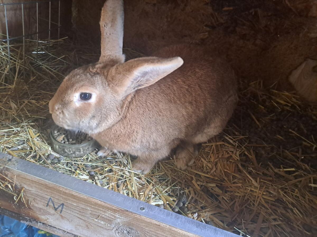 Verkaufe Junghasen mit Mutter 3