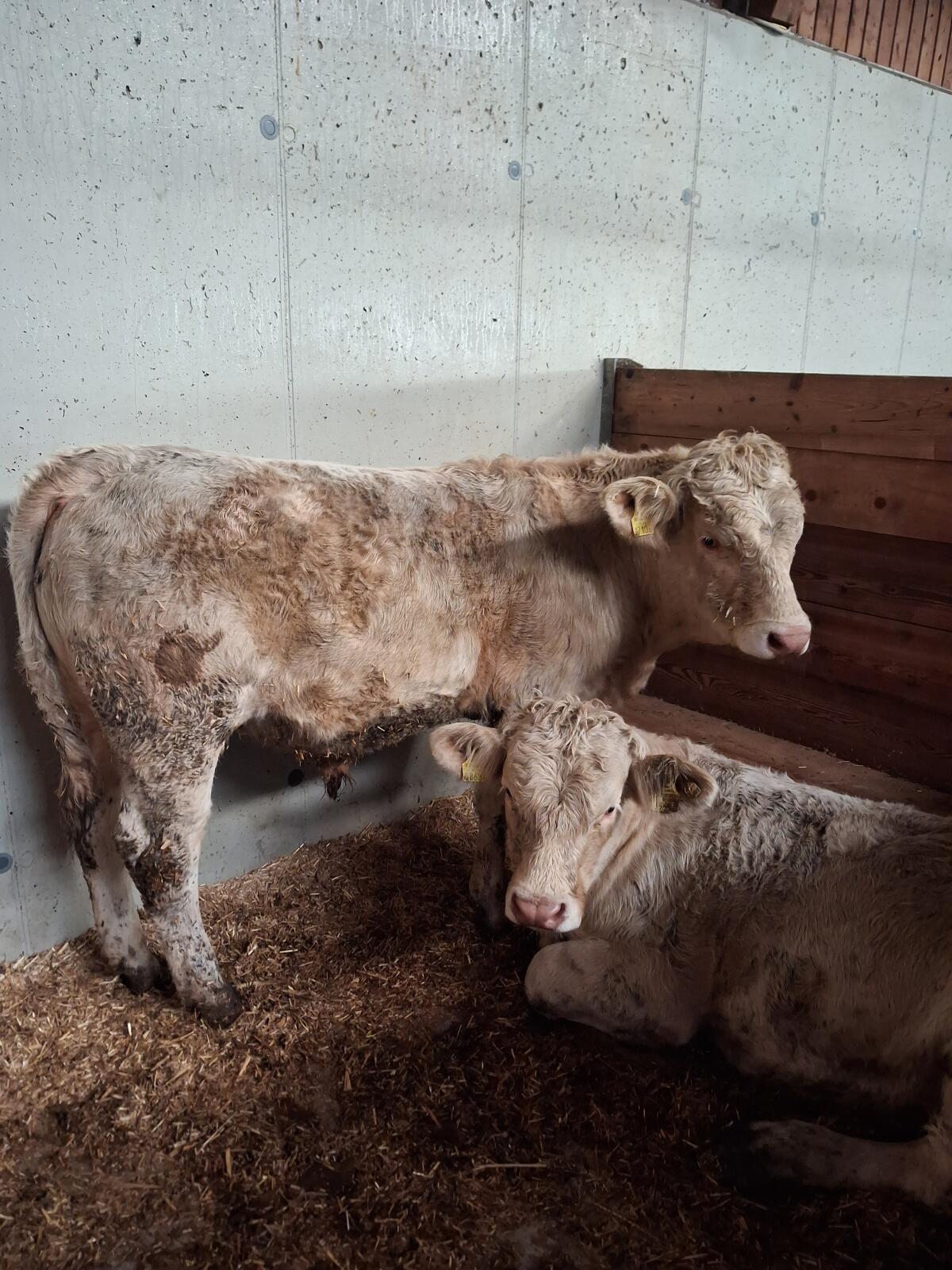 Kärntner Blondvieh Stiere zu verkaufen 2