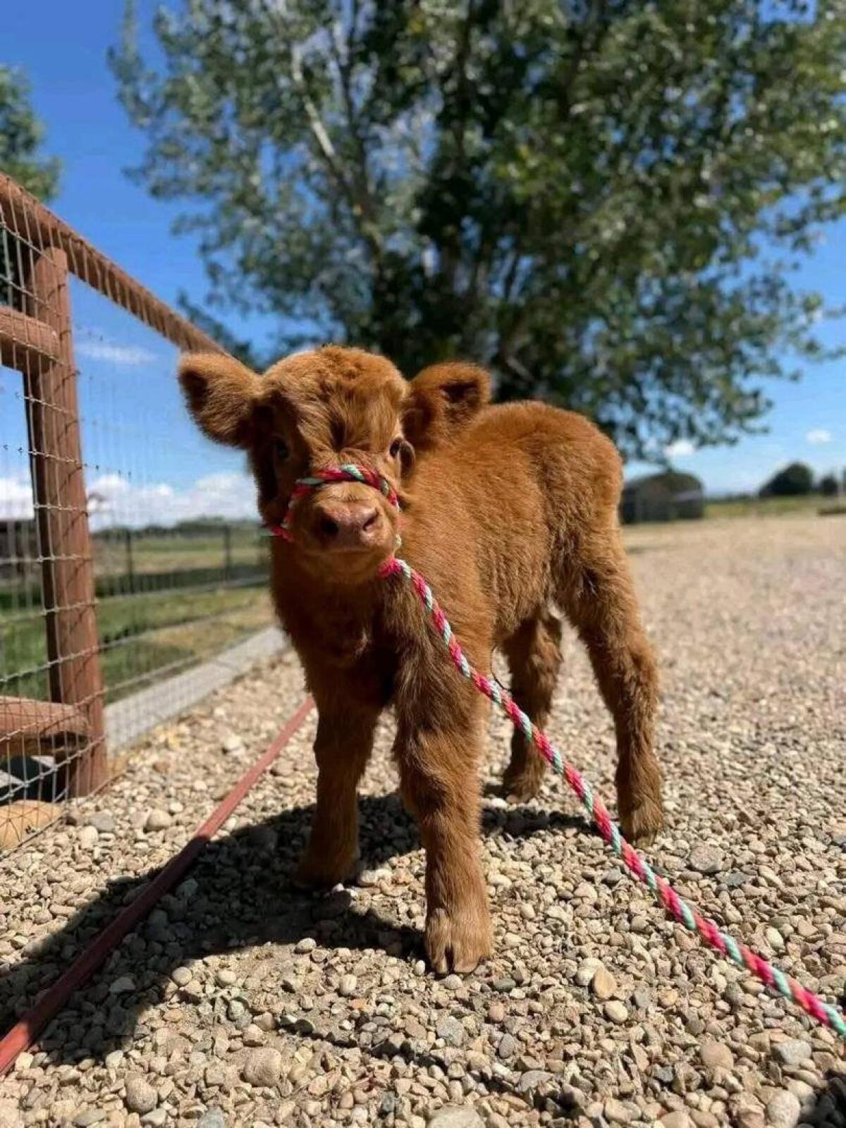Mini-Highland-Kalb sucht ein liebevolles Zuhause 1