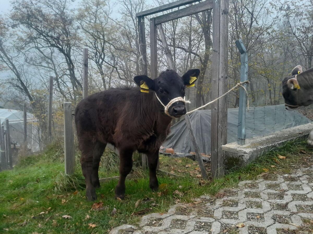 Stierkalb Angus x Original Braunvieh 2