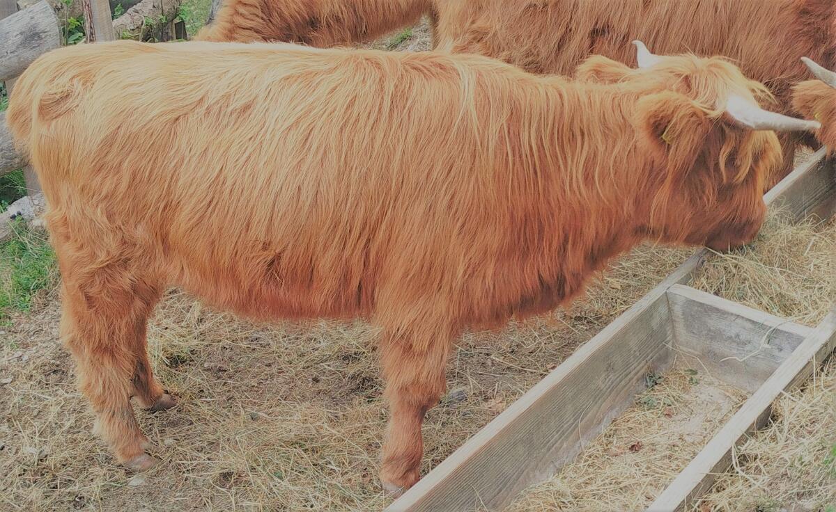 Hochlandrinderkalbin bio 18 Monate zu verkaufen Kärnten 2