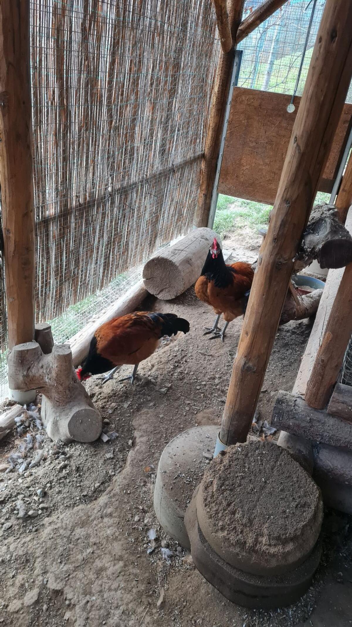 2 Stk. Vorwerkhähne 1