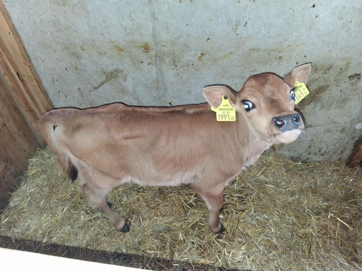 Jersey Zuchtkalb Bio 2