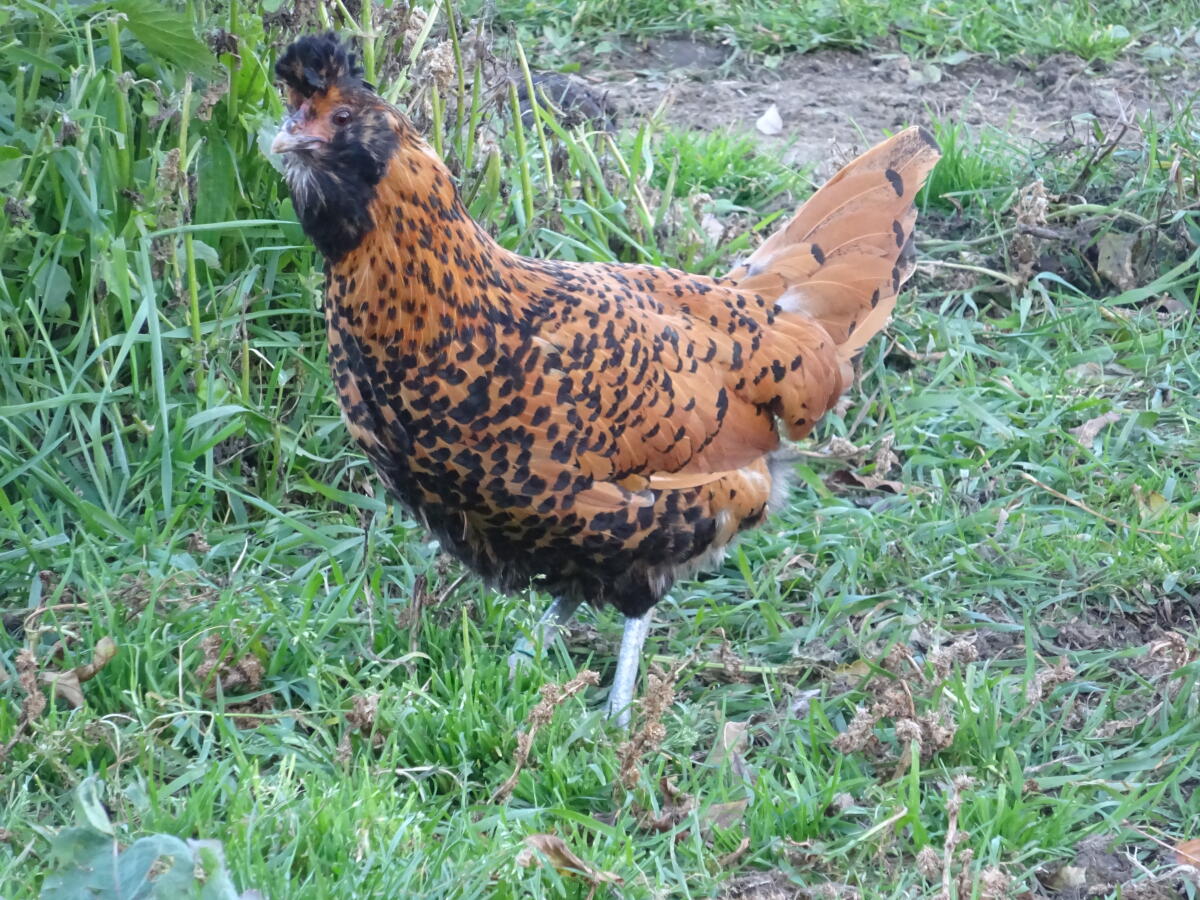 BRABANTER gold-schwarzgetupft 3