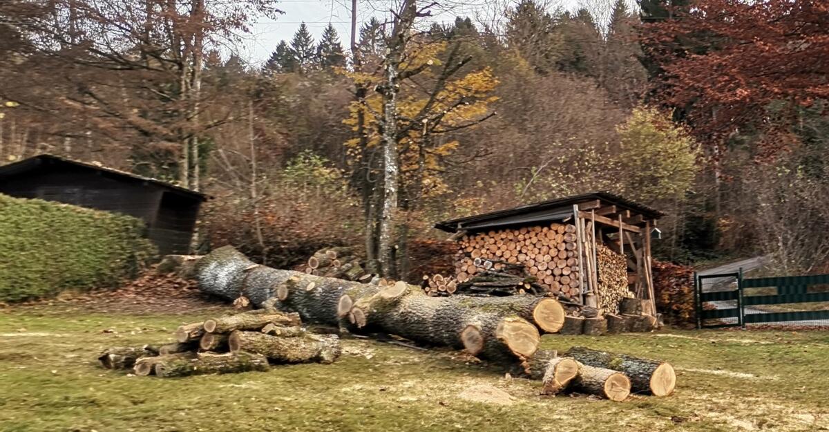 Schöner Eichenstamm (13,5 m Länge) ganz oder in Stücken 3