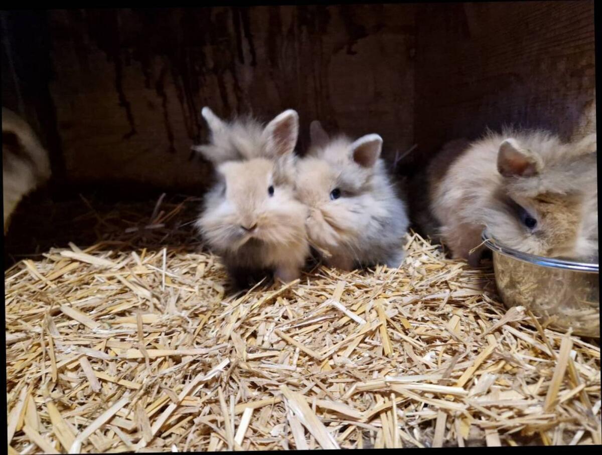 Löwenkopf Zwerghasen 2