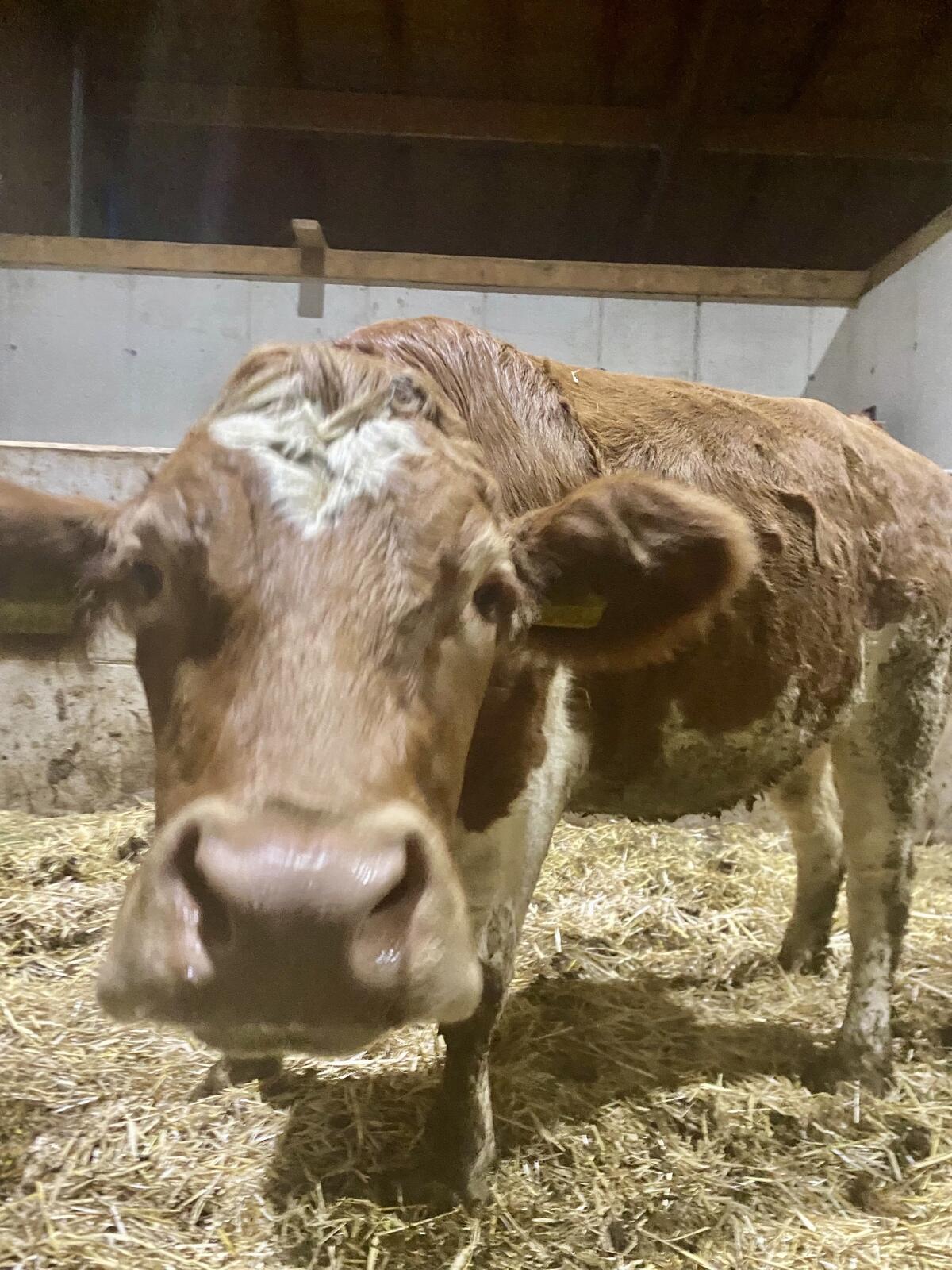 Bio Fleckvieh Kalbin trächtig 1