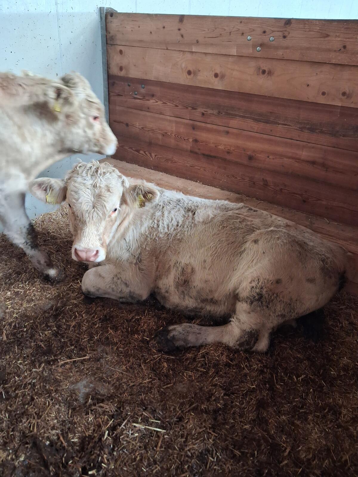 Kärntner Blondvieh Stiere zu verkaufen 3