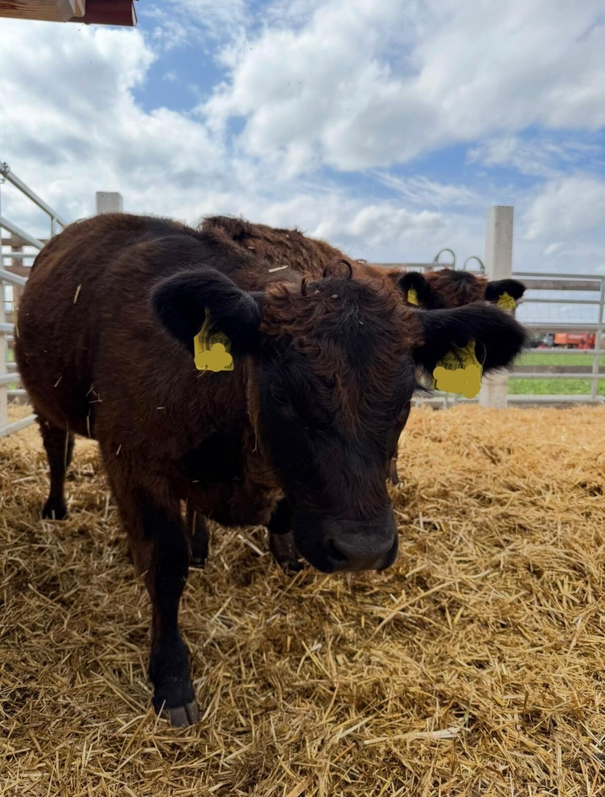 Galloway Kälber 1