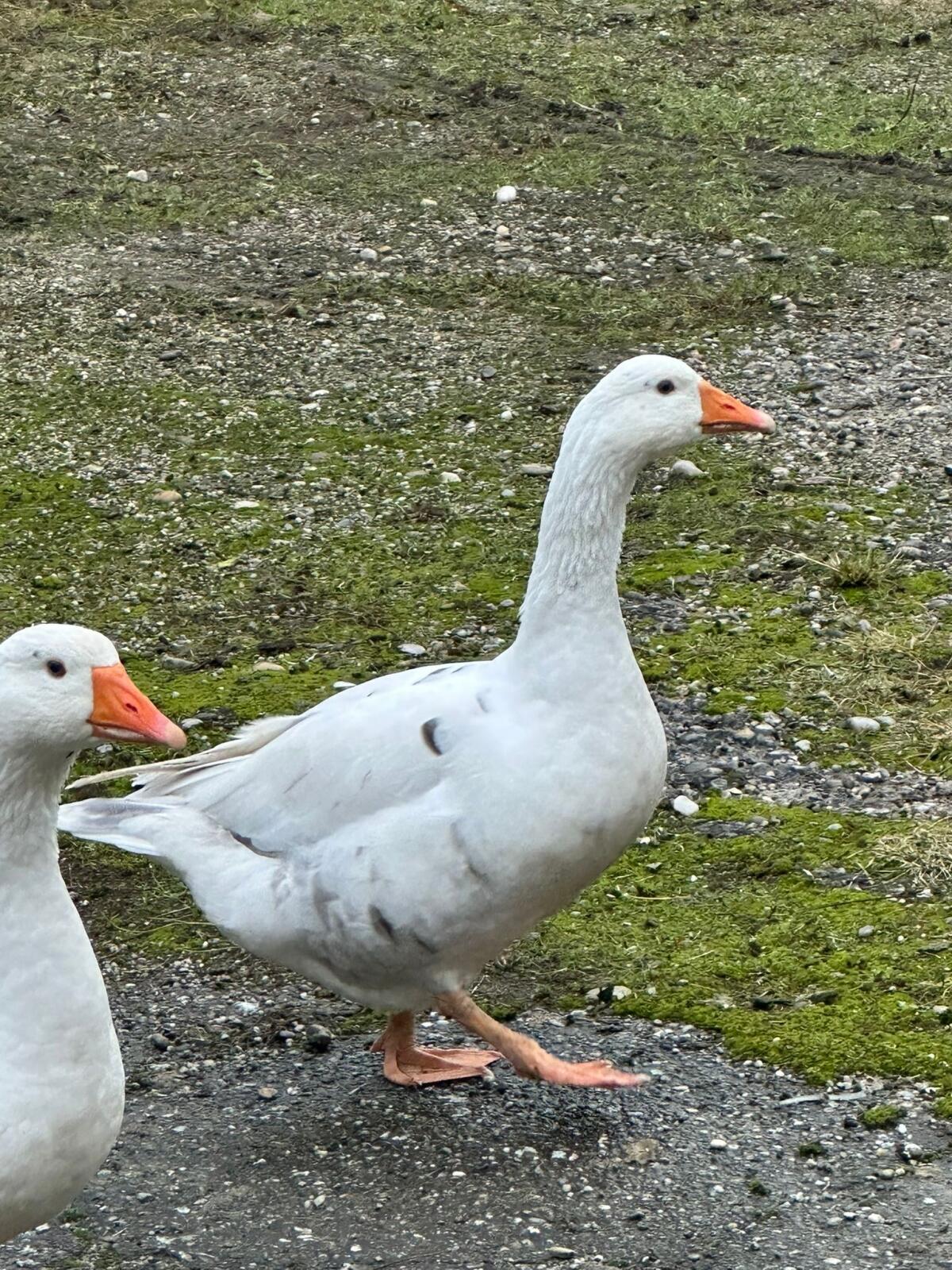 Gänse zu verkaufen 1