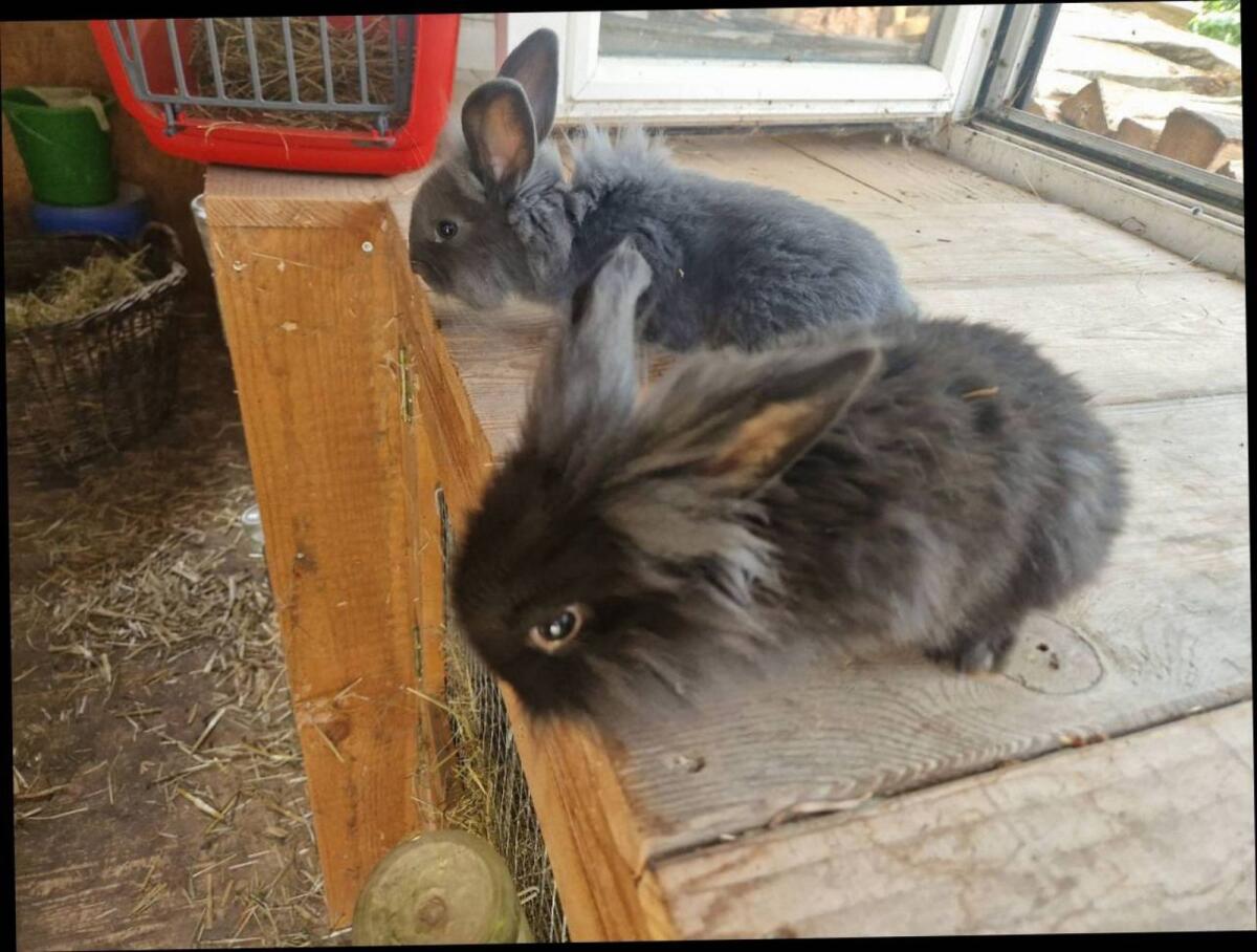 Löwenkopf Zwerghasen 3