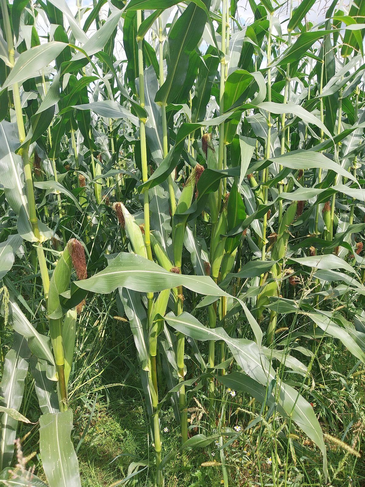 Bio Mais Siloballen 1