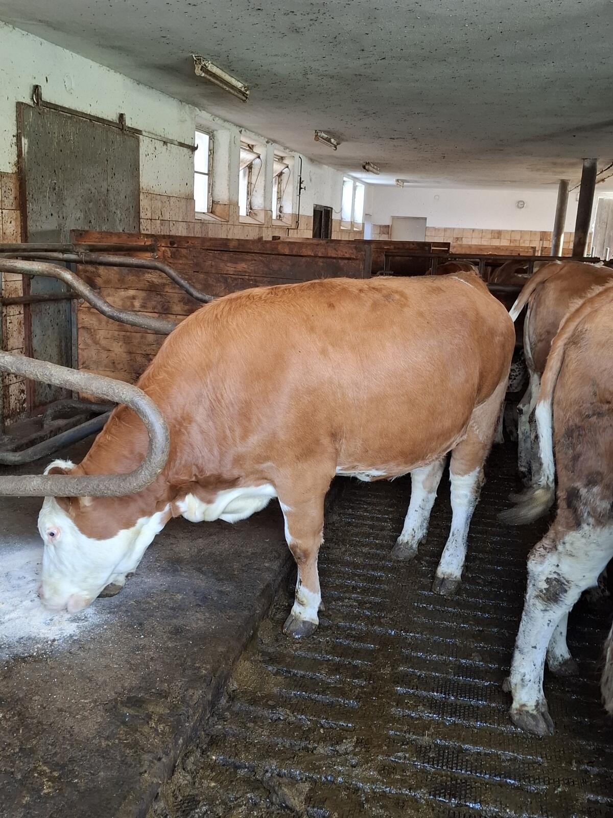 Verkaufe trächtige Fleckviehkalbin 1