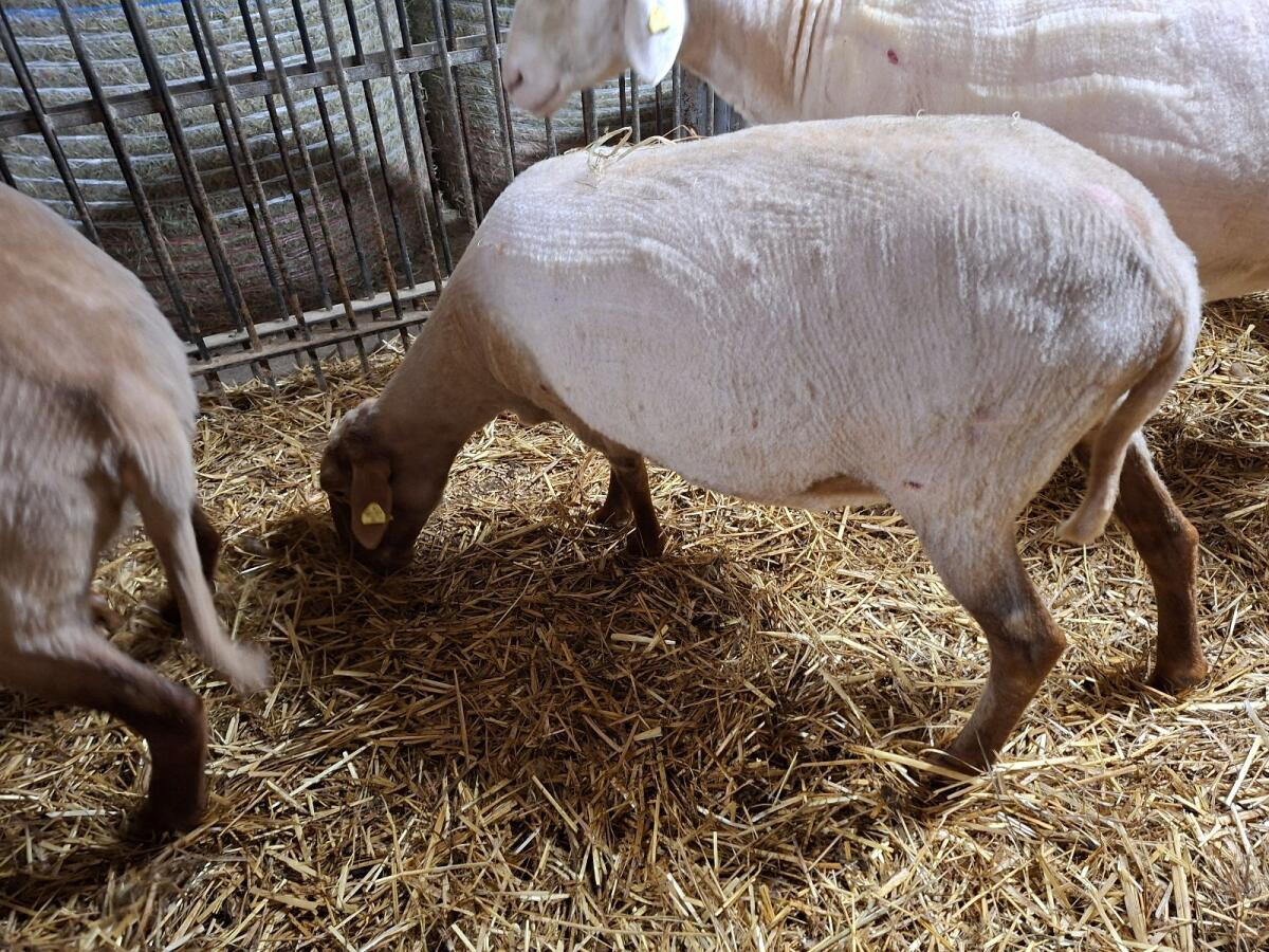 Coburger Fuchsschaf 1