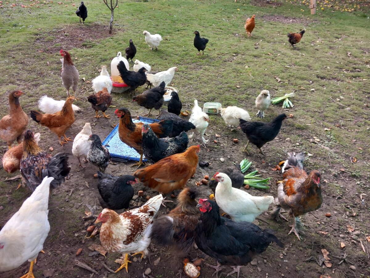 Hühner zu verkaufen 3