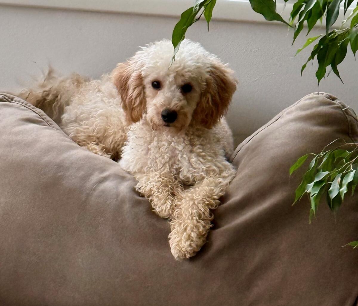 Zwergpudelmann 11 Monate alt sucht ein Körbchen 3