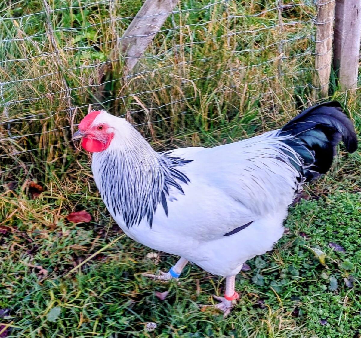 Reinrassiges Deutsches Reichshuhn 3