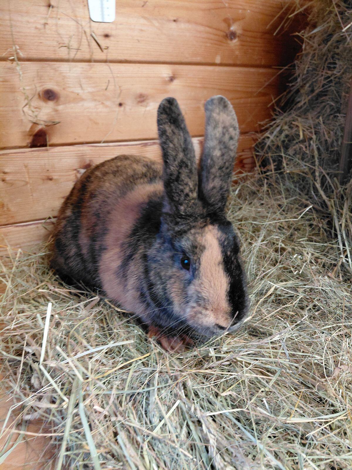 Japaner, Kaninchen, Hasen 1