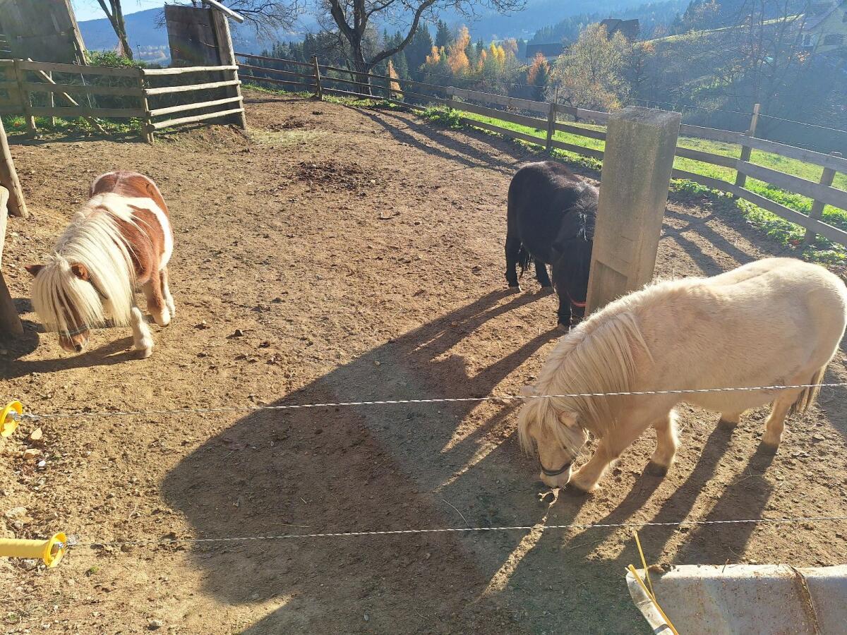 Mini Shetland Pony Hengst 1