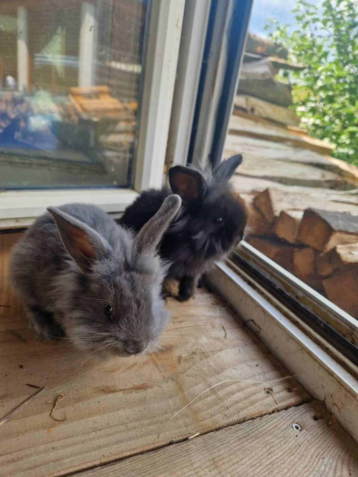 Löwenkopf Zwerghasen 2