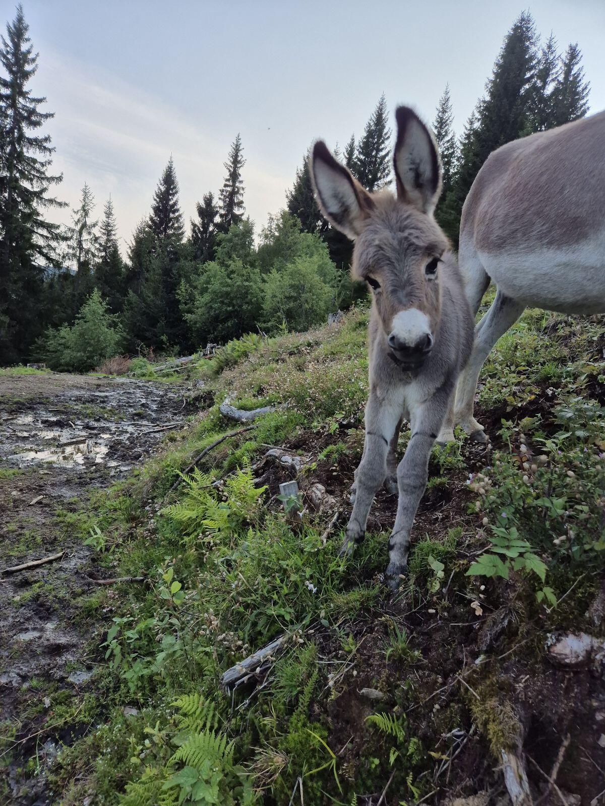 Zwergesel Stutfohlen 3