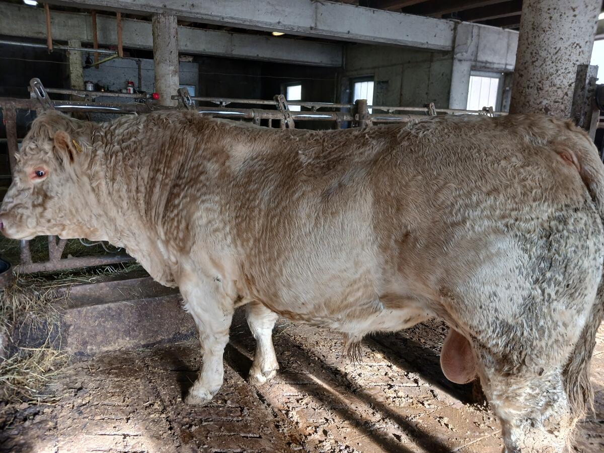 Verkaufe Charolaisstier 2