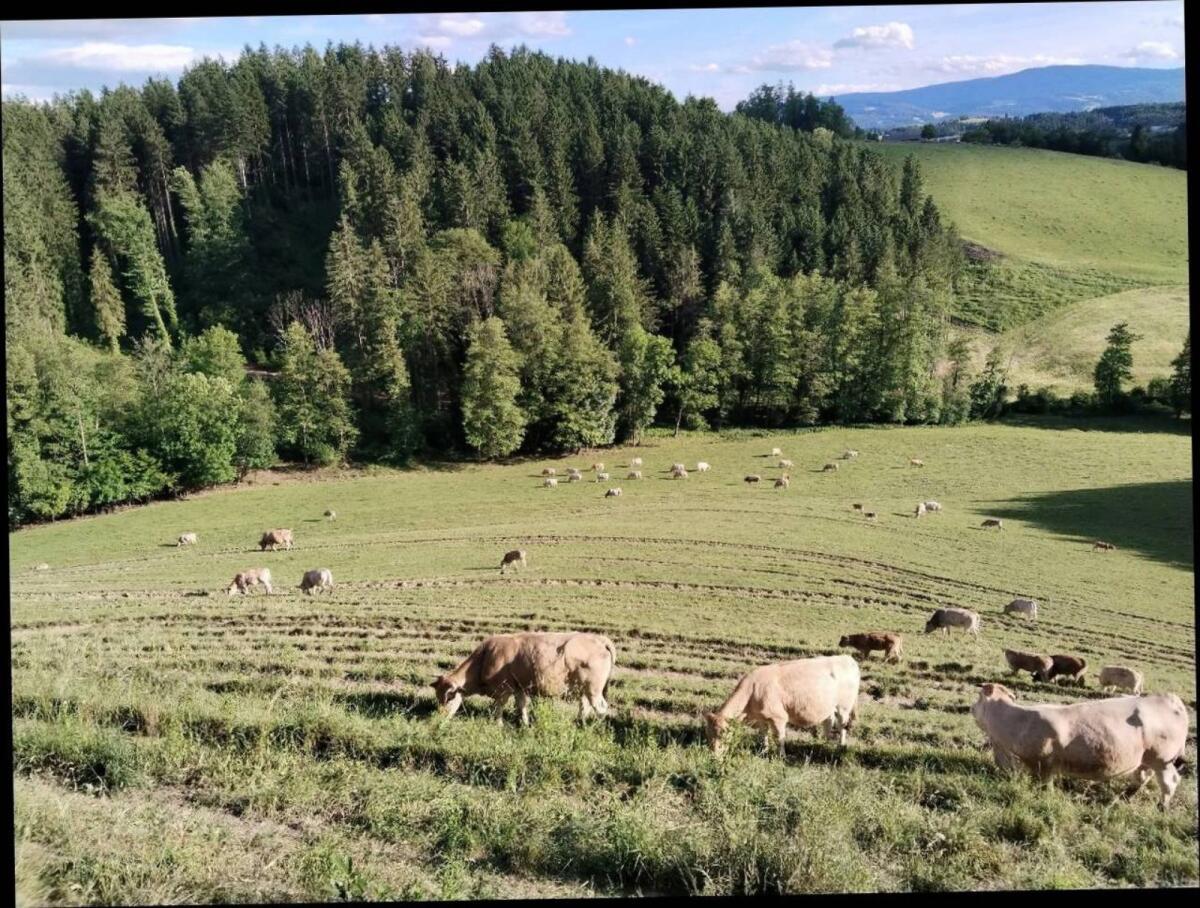 Bio-Kälber/Einsteller 2