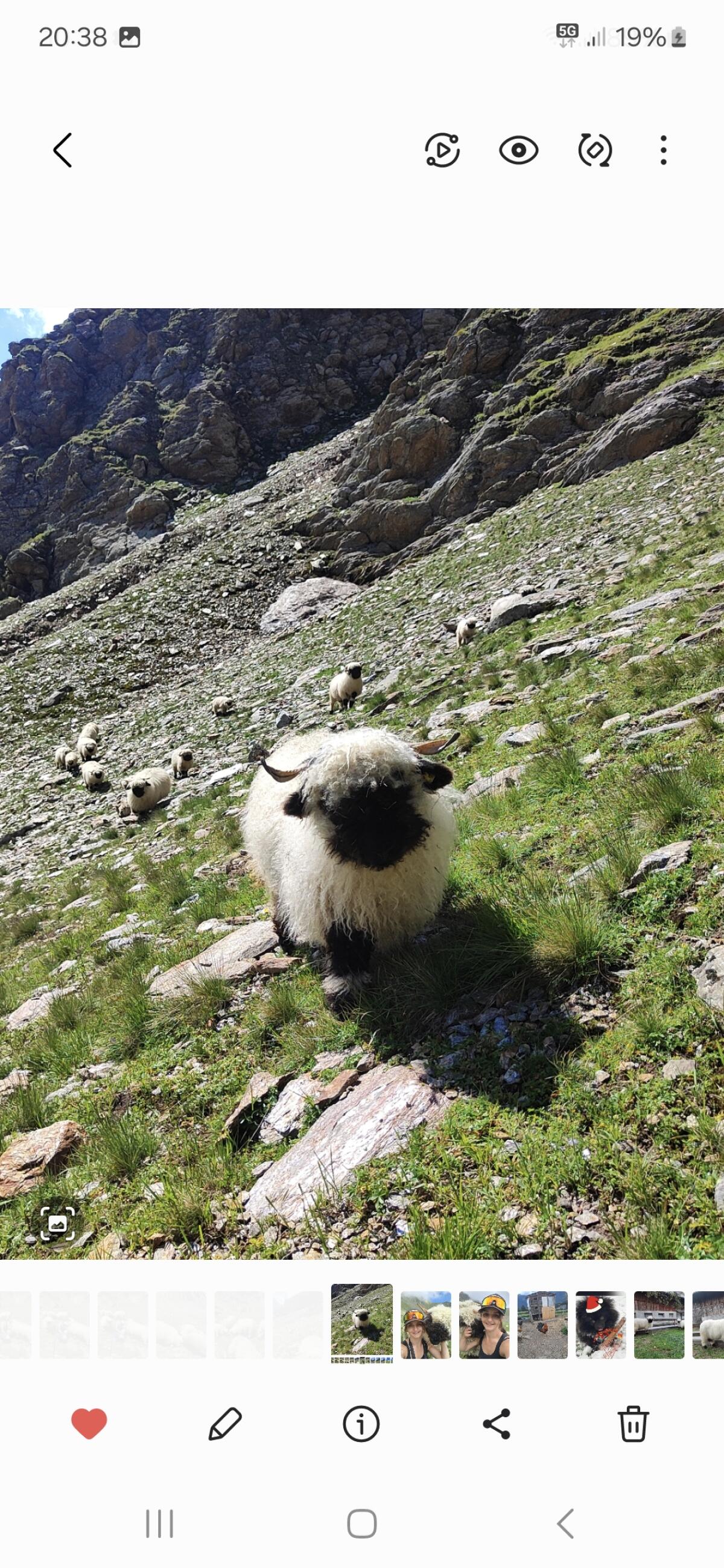 Walliser Schwarznasen Kilber HB 1