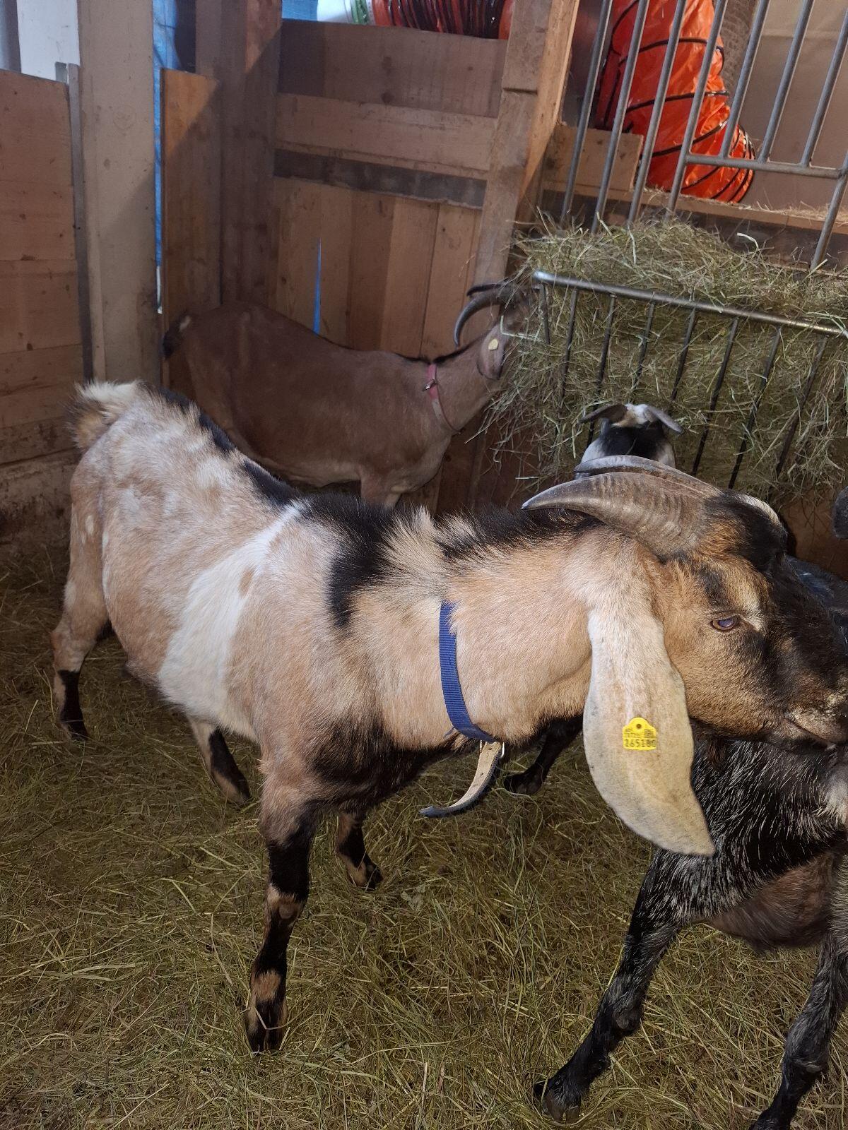 Anglo Nubier Zuchtbock 2