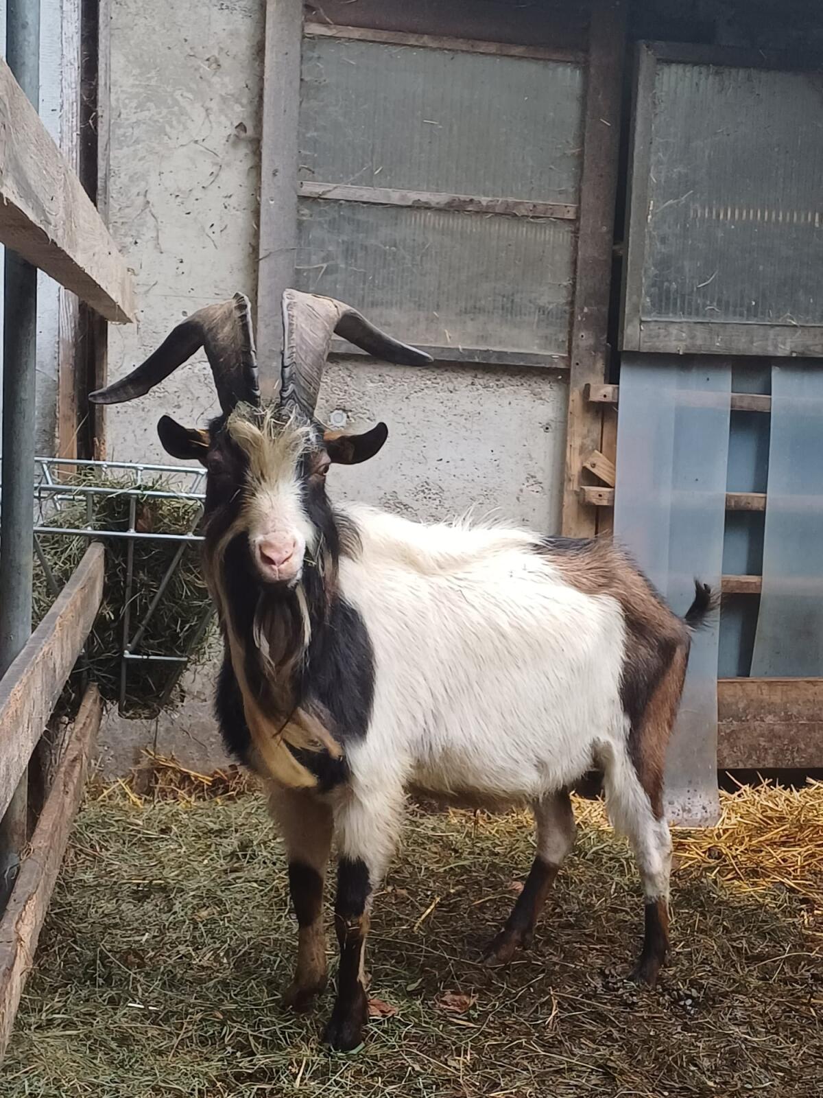 Steirischer Scheckenziegen Zuchtbock Ib 3