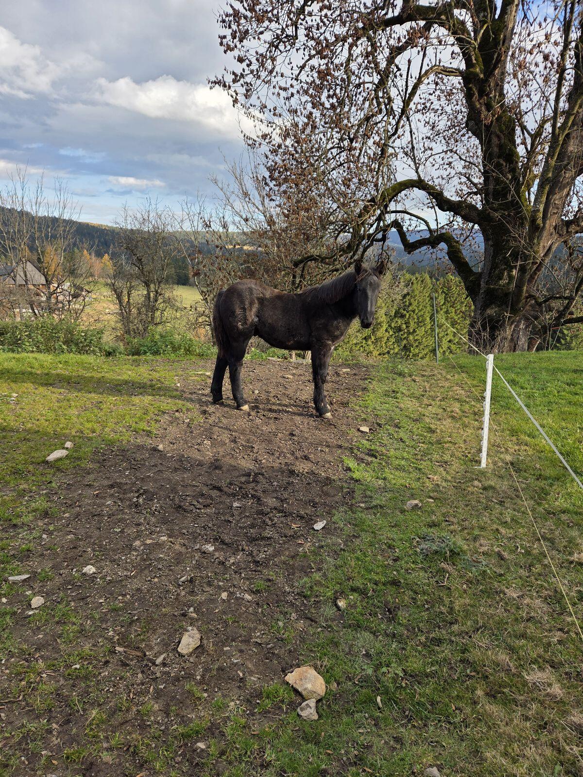 Noriker Hengstfohlen 3