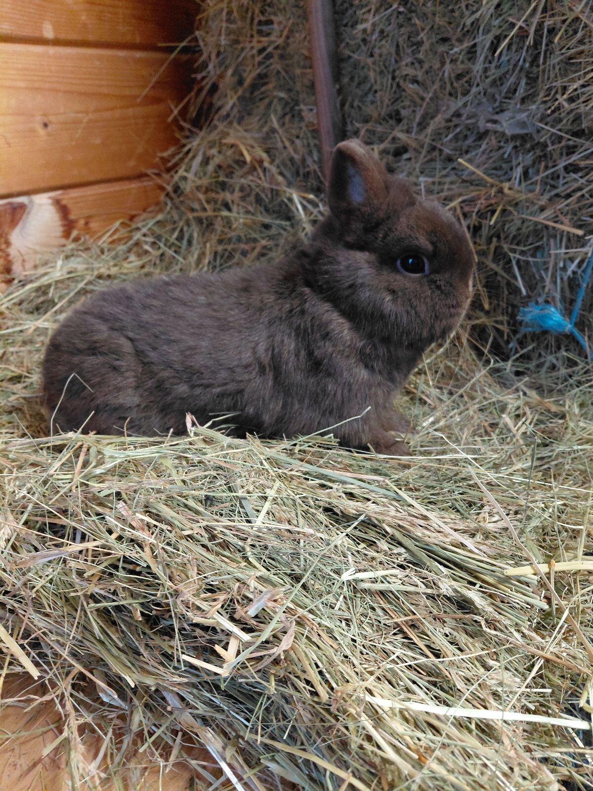 Farbenzwerg Havanna, Zwergkaninchen, Kaninchen 3