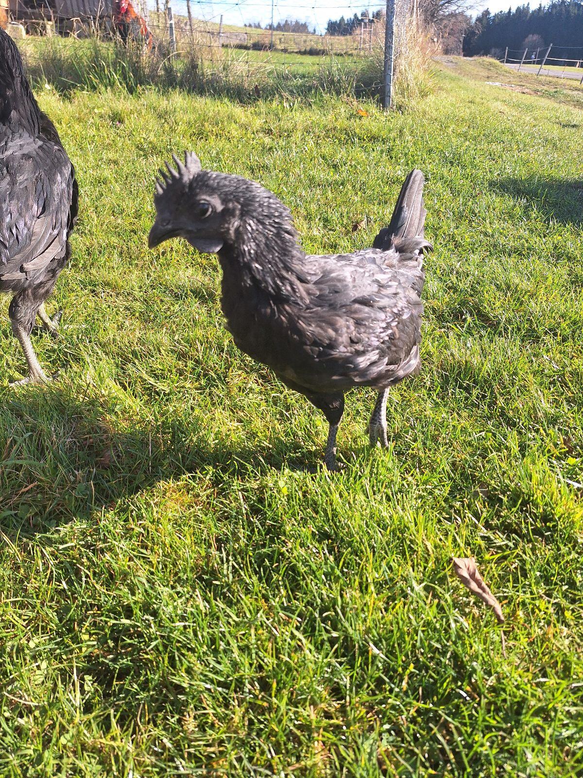 Suchen neues Zuhause für unsere 2 Junghähne 2