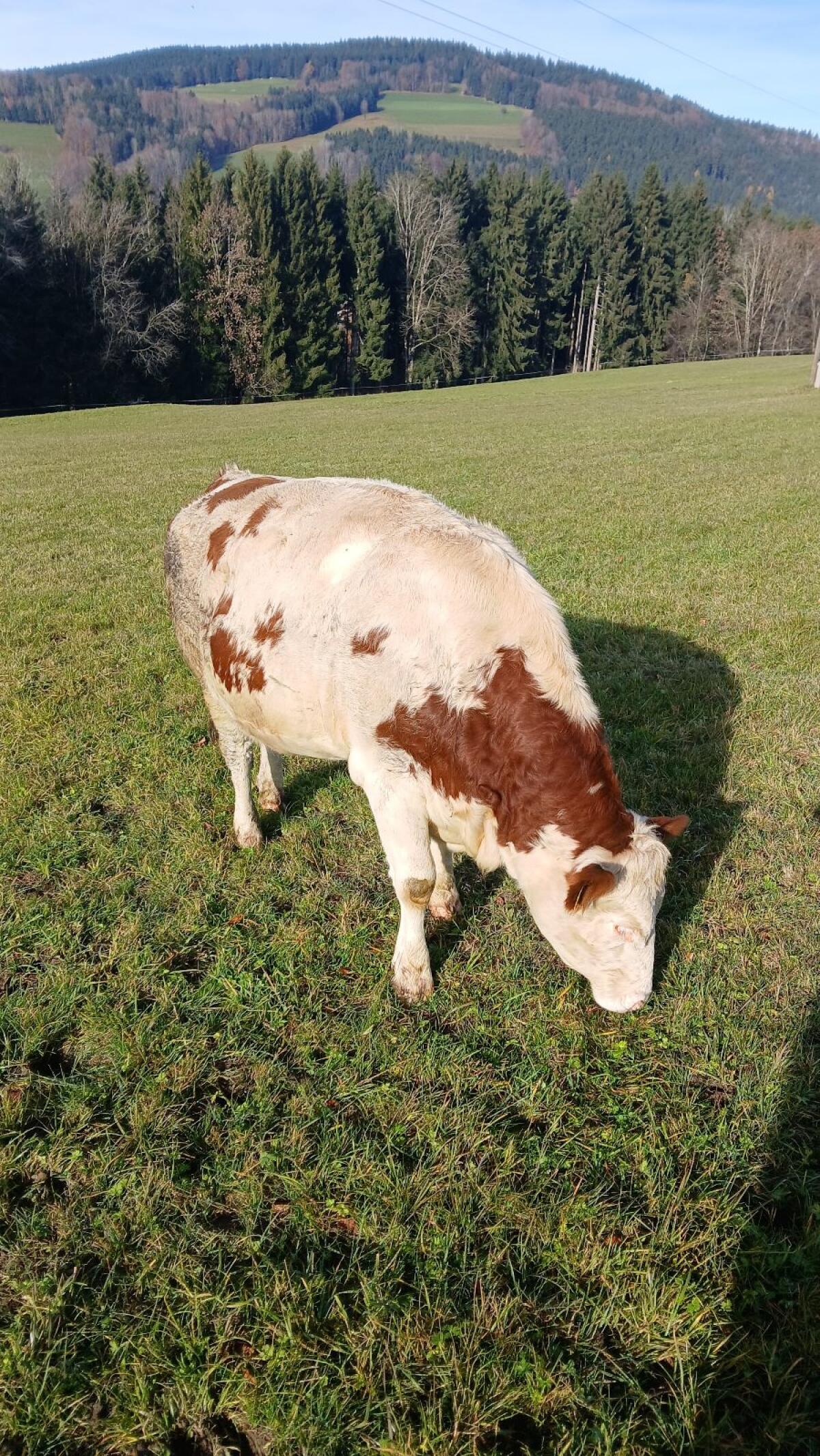 Fleckvieh Kalbinnen 2