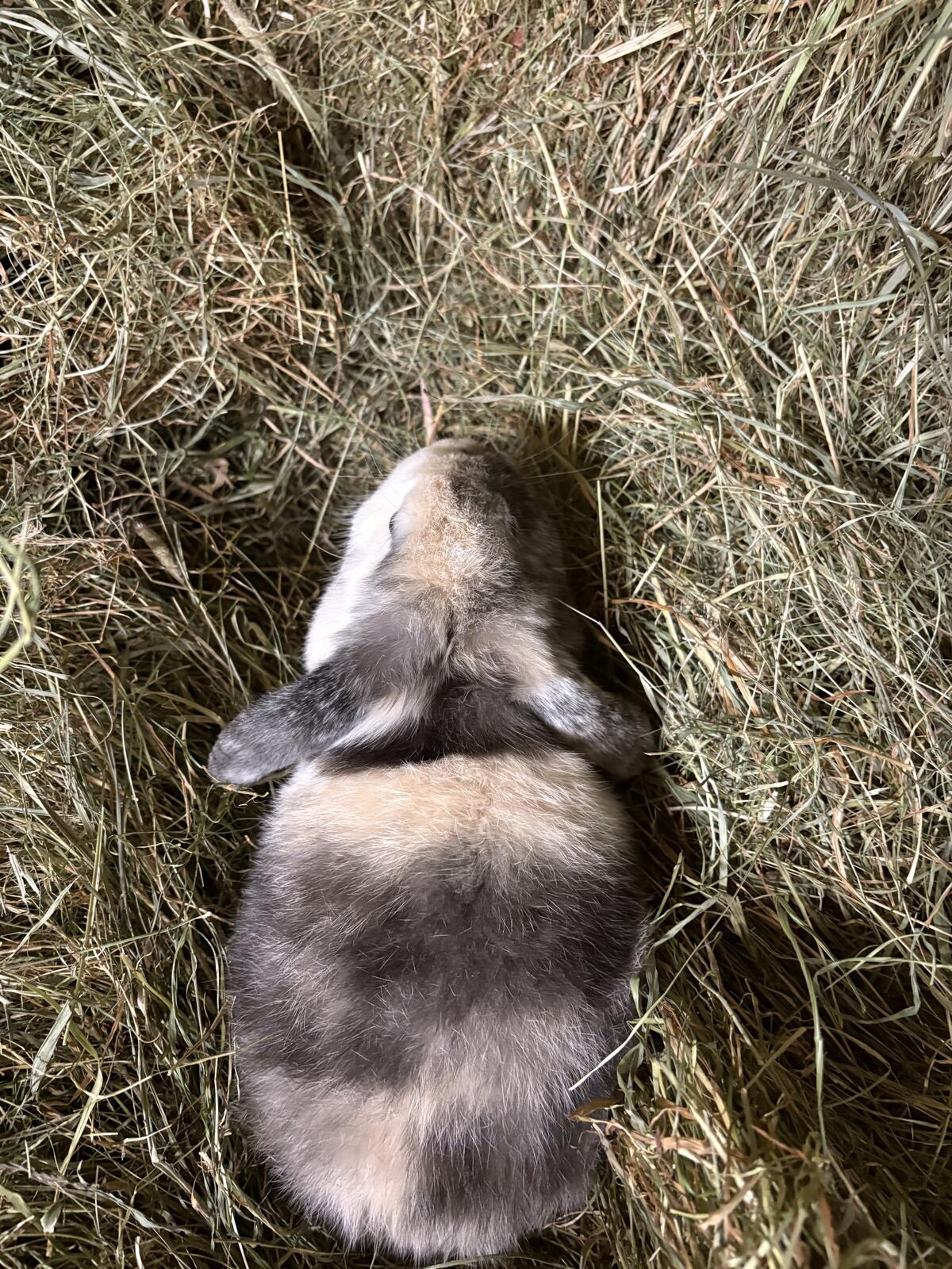 Männlicher Minilop 3