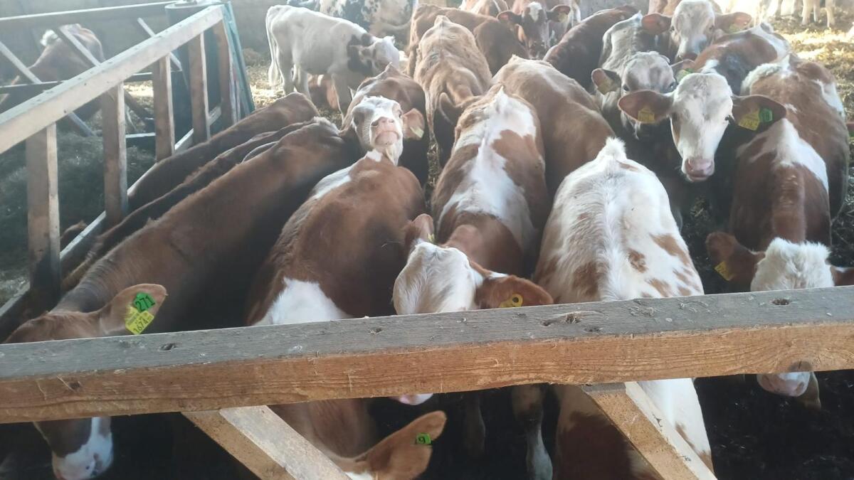 Fertig-Mäster gesucht! 1