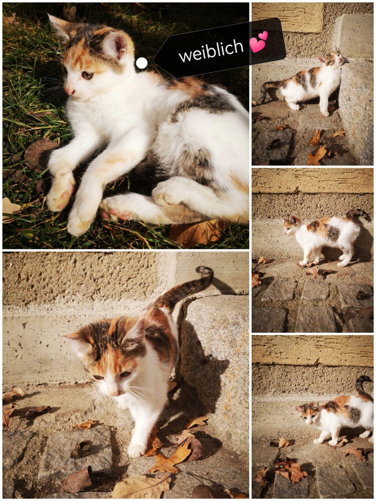 Katzenkinder suchen neues liebevolles Zuhause 1