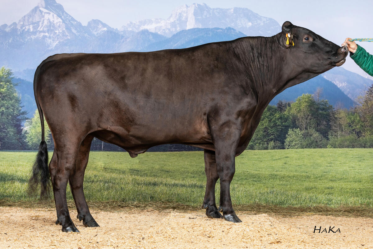 Wagyu-Sperma – 7 Bullen, Herdebuch A, Erbehlerfrei. 2
