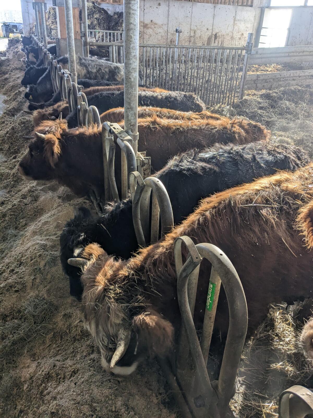 Hochlandrinder Highland Rinder Fersen 3