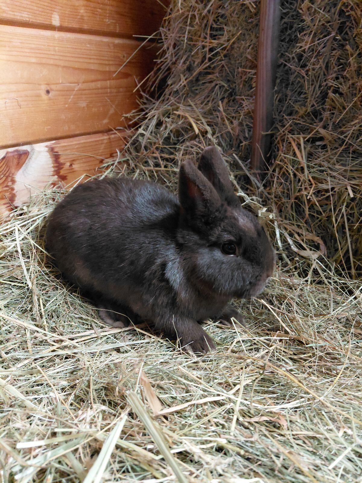 Farbenzwerg Havanna, Zwergkaninchen, Kaninchen 1