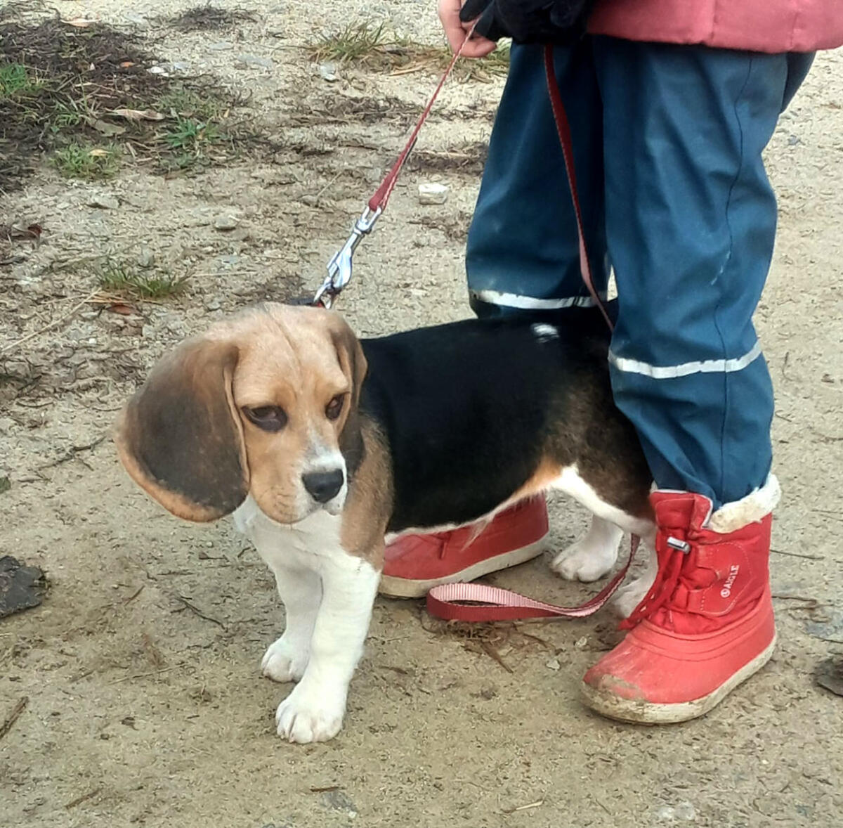 Beagle-Welpe (Rüde) von registriertem Züchter 2
