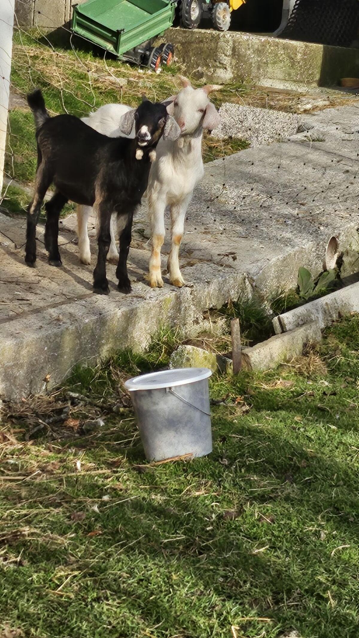 Ziegenbock zu verkaufen 2