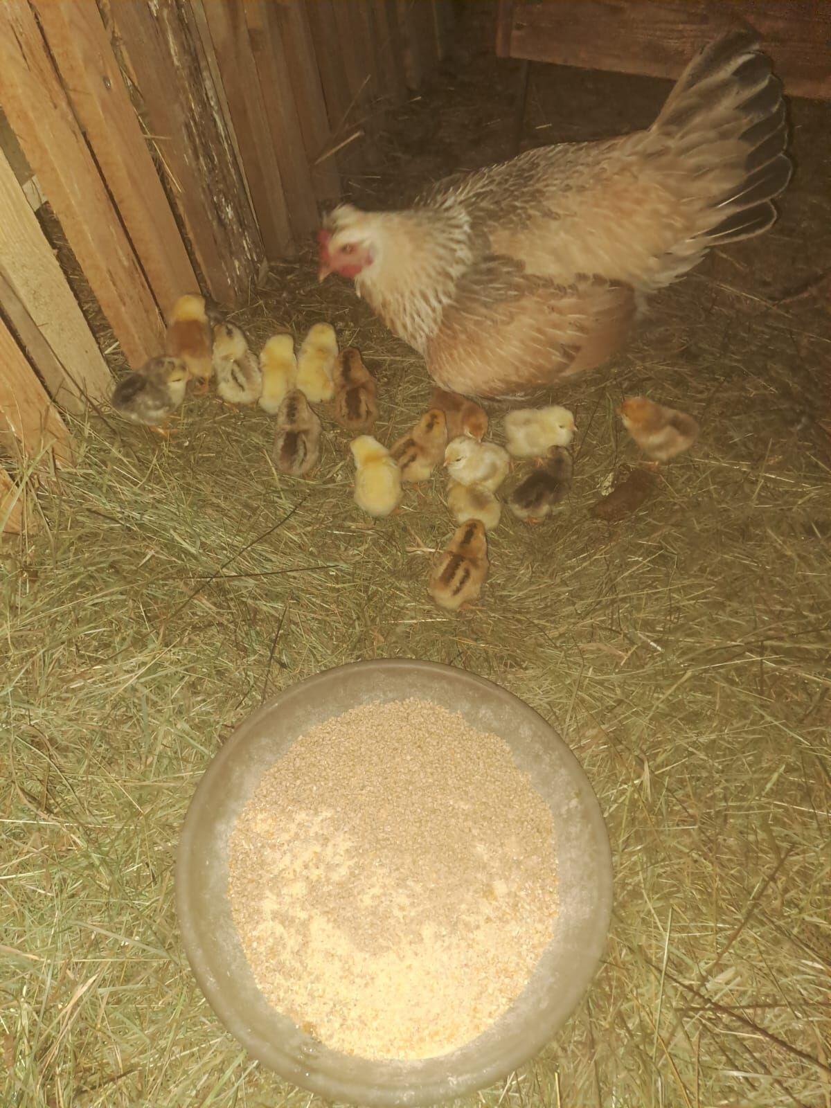 Glucke mit 17 Küken 2