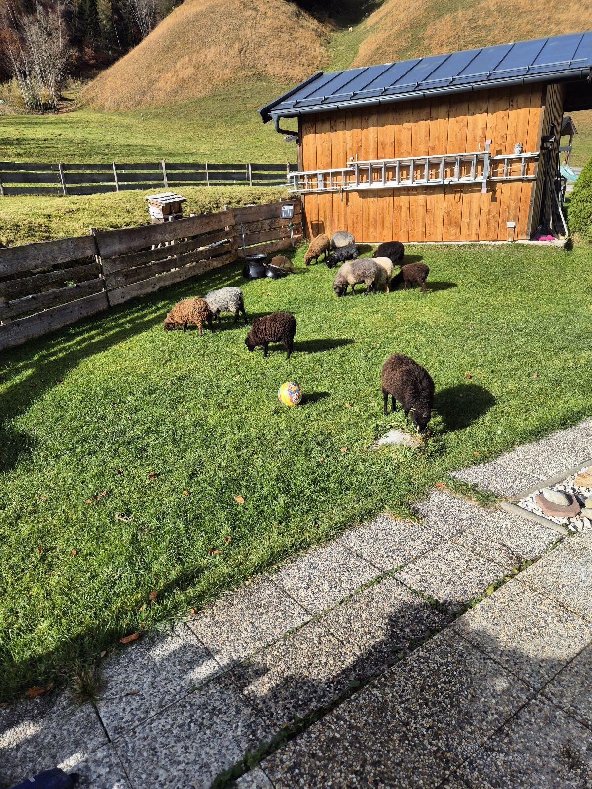 Ouessant, Zwergschafe 2