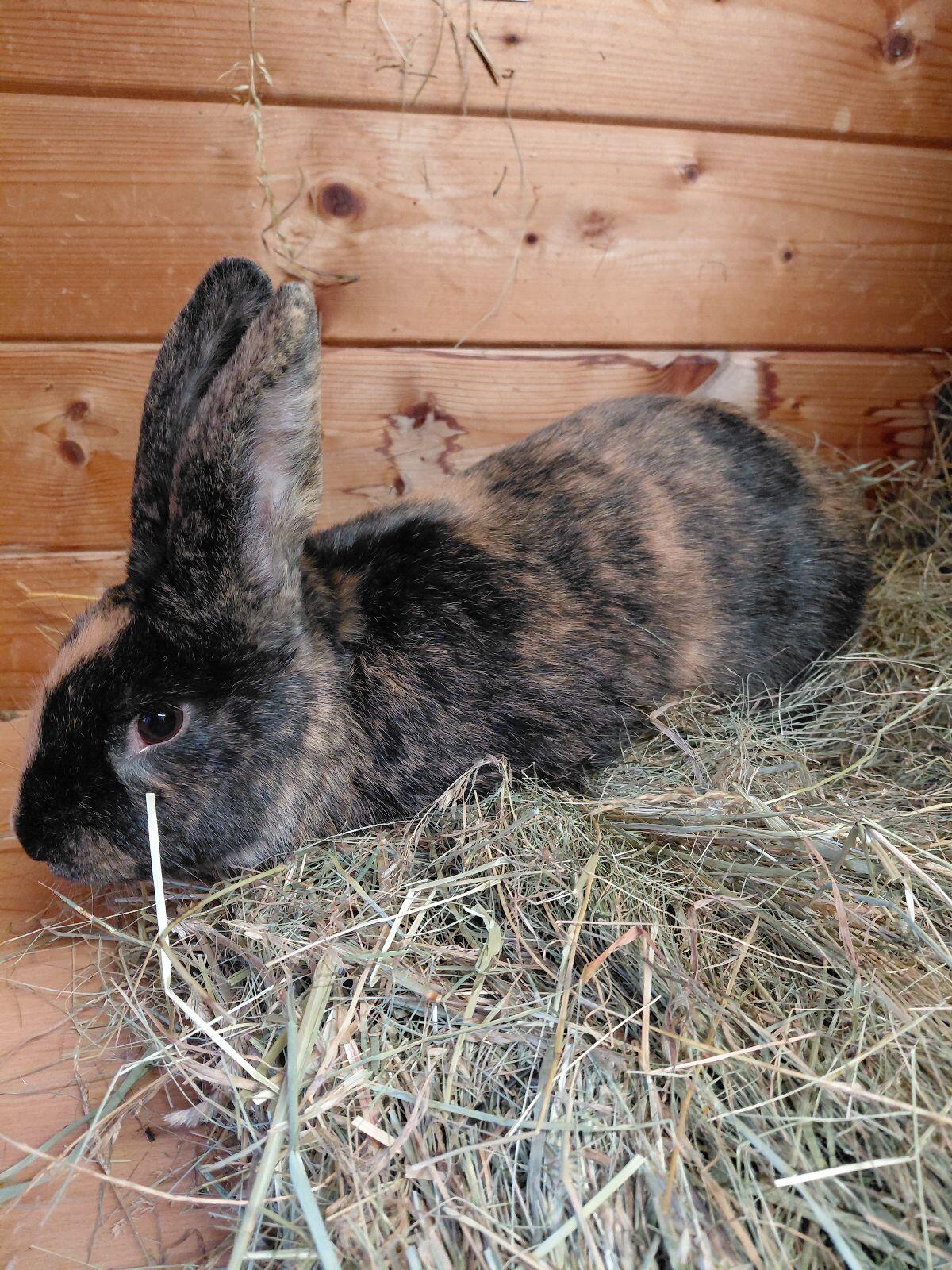 Japaner, Kaninchen, Hasen 3