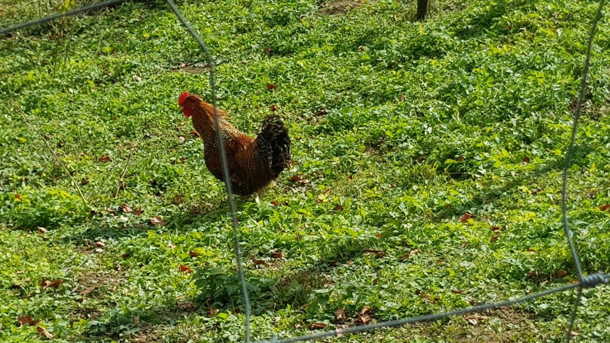 Zwerghühner Steinpieperl und Sulmtaler Hähne 2