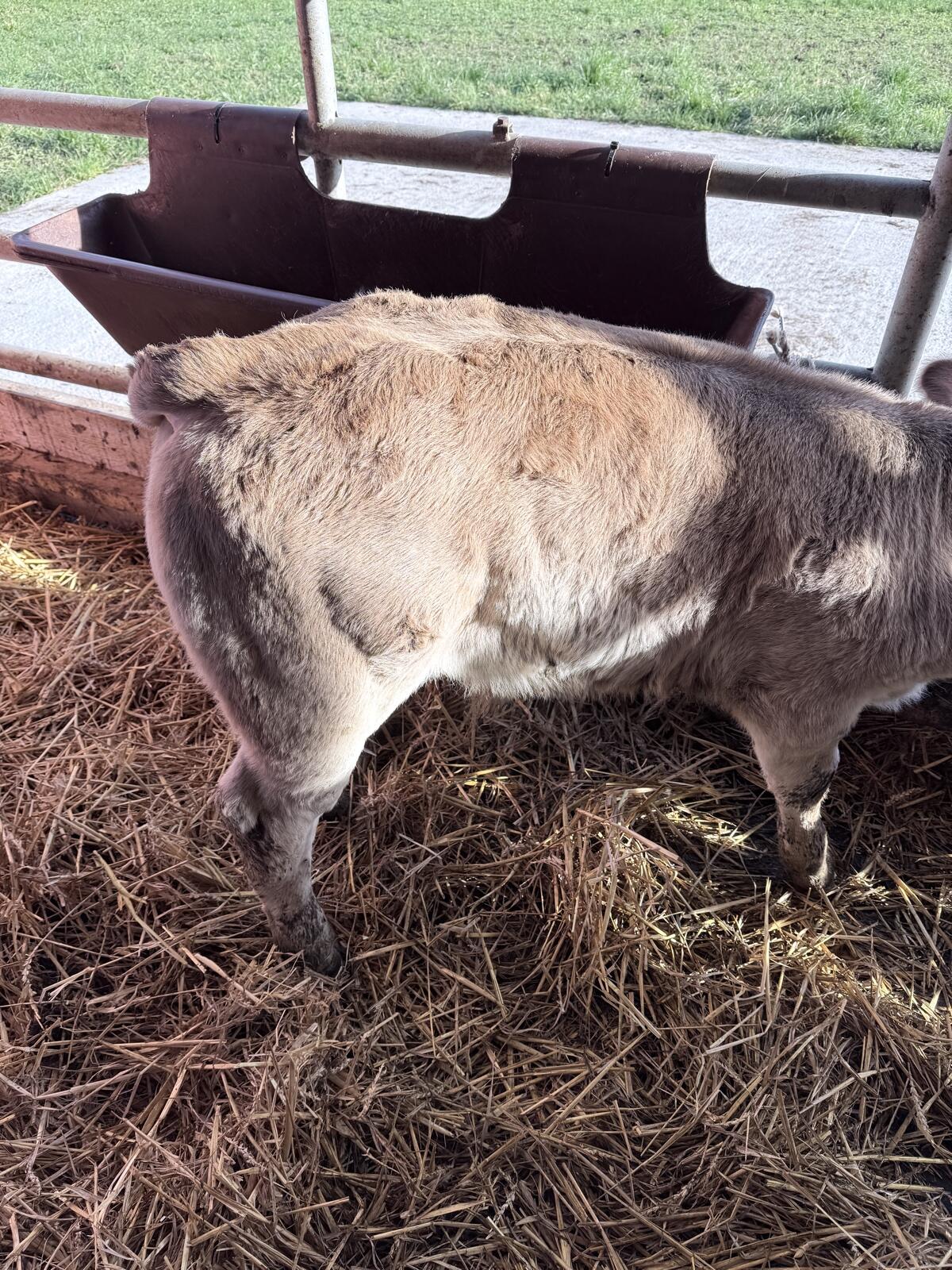 Stierkalb zur Mast ca. 90-100 kg, gute Bemuskelung 2