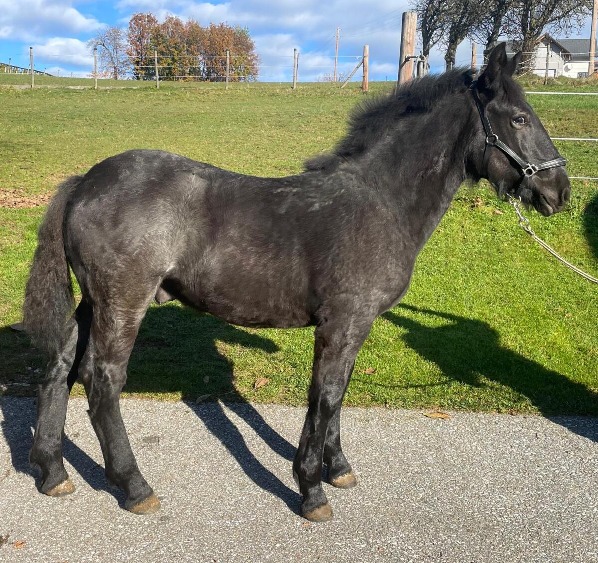 Noriker Mohrenkopf Hengstfohlen ohne Abzeichen 2