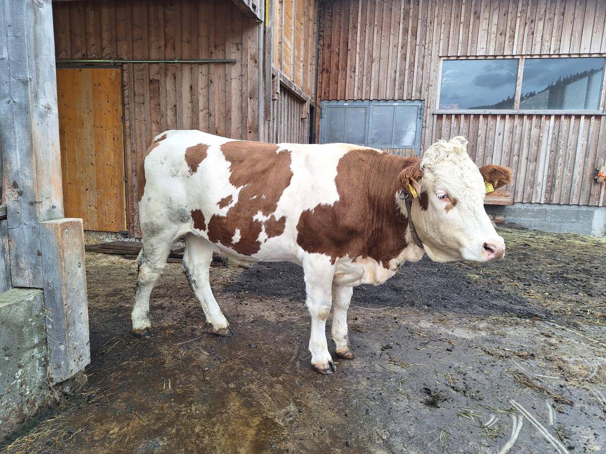 Trächtige BIO Kalbin zu verkaufen 1